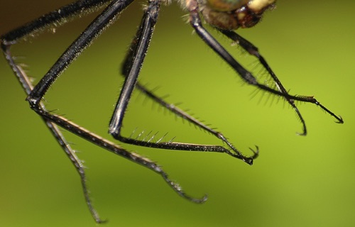 Male
2008_07_21_NC
